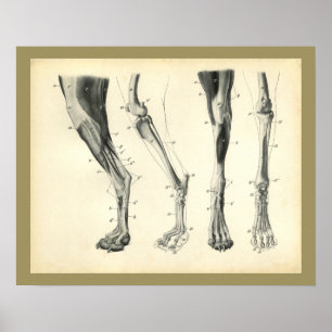 Hundebein-Muskel Veterinäranatomie Druck Poster