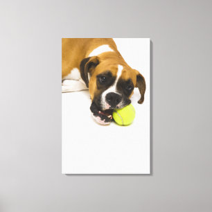 Hundebeißender Tennisball Leinwanddruck