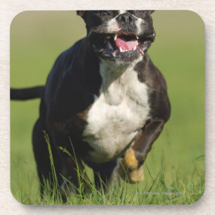 Hundebetrieb Getränkeuntersetzer