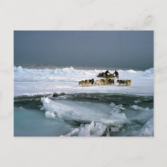 Hundefahrt auf Eis, Ellesmere Island, Northwest Te Postkarte (Vorderseite)