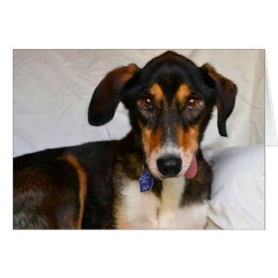 HundeFoto-Karte - Wacholderbusch