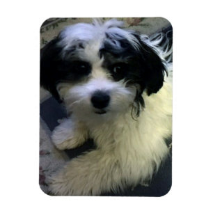 HundeFoto-Magnet, K-Cee Magnet