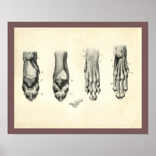 Hundefuß-Tatzen-Veterinäranatomie-Druck Poster