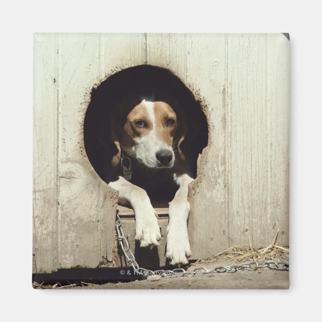 Hundehund im Hundehaus Magnet (Vorne)