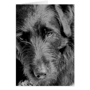 Hundekarten, Dora