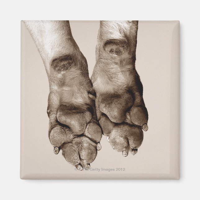 Hundekuchen Magnet (Vorne)