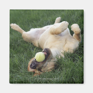 Hundelegen umgedreht im Gras mit Tennisball Magnet