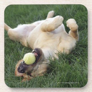 Hundelegen umgedreht im Gras mit Tennisball Untersetzer