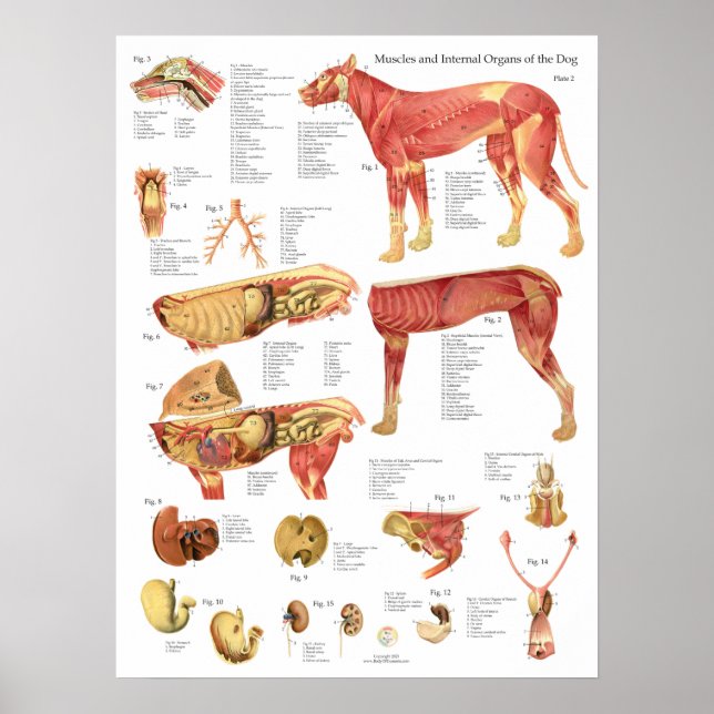 Hundemuskeln Innere Anatomie Chart Poster (Vorne)