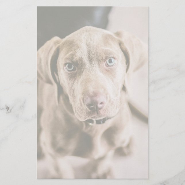 Hundeportrait (Vorderseite)