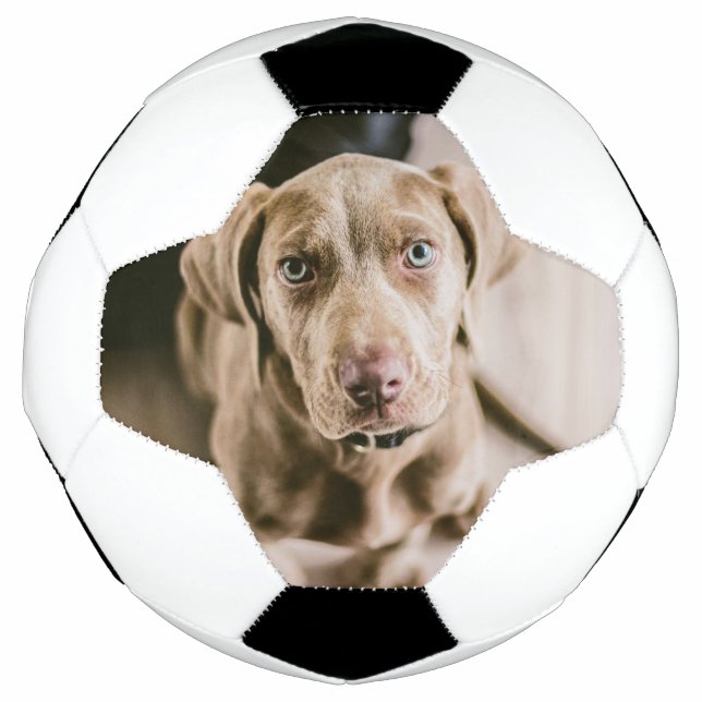 Hundeportrait Fußball (Vorderseite)