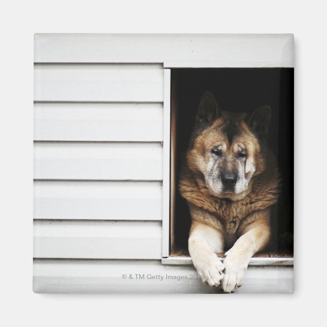 Hundeportrait Magnet (Vorne)