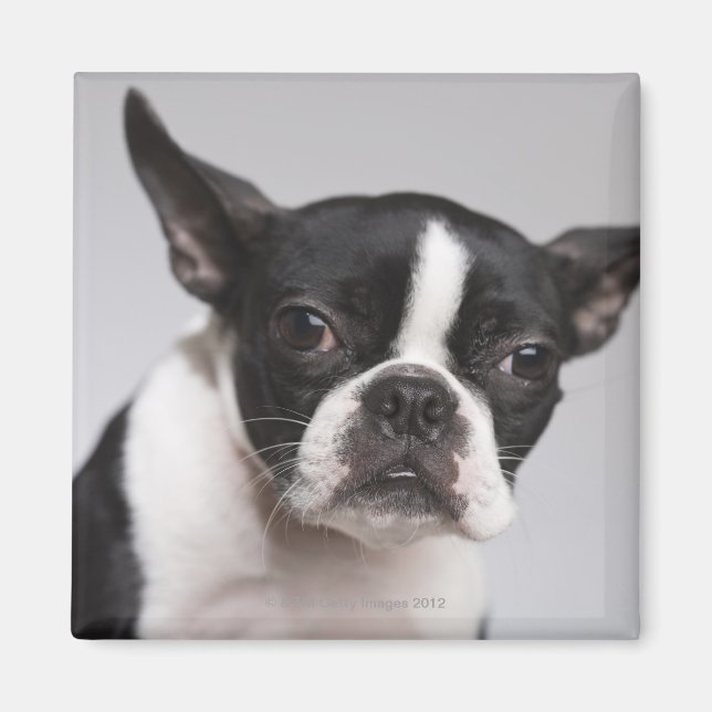 Hundeportrait Magnet (Vorne)