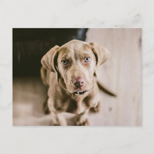 Hundeportrait Postkarte