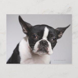 Hundeportrait Postkarte