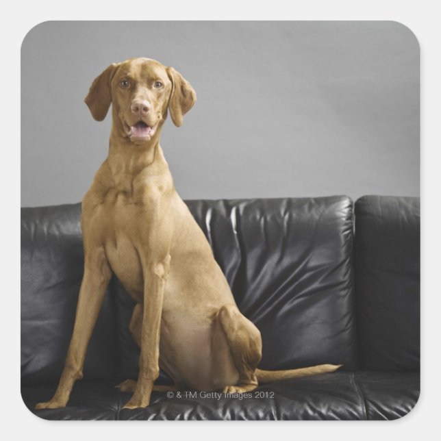 Hundeportrait Quadratischer Aufkleber (Vorderseite)