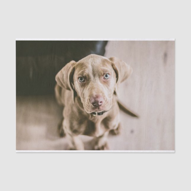 Hundeportrait Seidenpapier (Vorderseite)