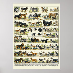 Hunderassen Farbillustrationen Poster