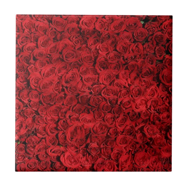 Hunderte schöne Rote Rosen Fliese (Vorderseite)