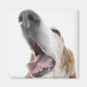 Hunde's-Nase, Nahaufnahme Magnet