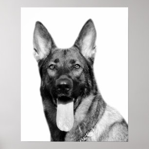 Hundeschäferhund-Haustiertier-Foto Schwarz-weiß Poster