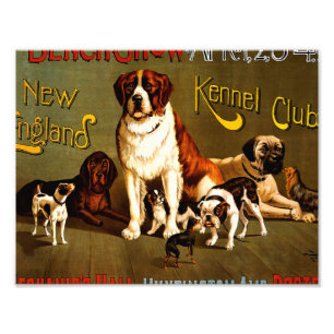 Hundeschau. New England Kennel Club Fotodruck