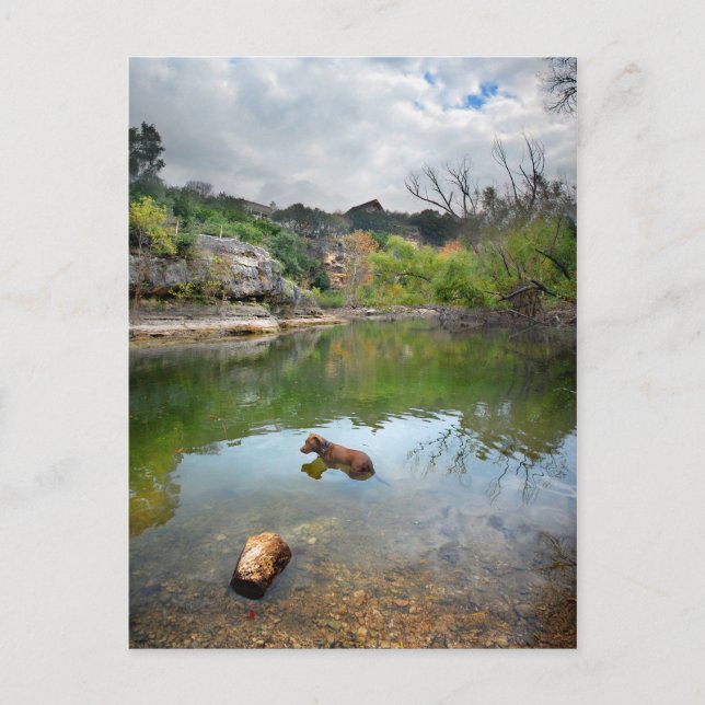 Hundeschwimmen in Barton Creek - Austin Texas Postkarte (Vorderseite)