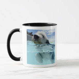 Hundeschwimmen in einem Swimmingpool Tasse