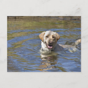 Hundeschwimmen Postkarte