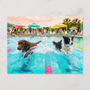Hundeschwimmwettbewerb Postkarte