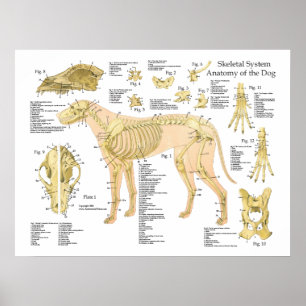 Hundeskelettartiges Anatomie-Plakat 18" X 24" Poster