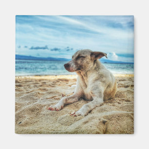 Hundetag am Strand, am Ozean Sand und in der Sonne Magnet