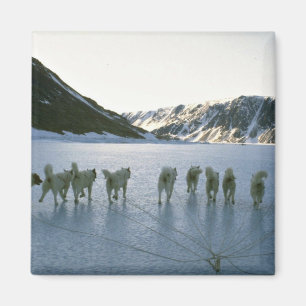 Hundeteam, Grönland Magnet