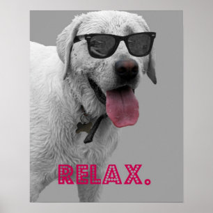 Hundetragende Sonnenbrille, entspannt sich Poster