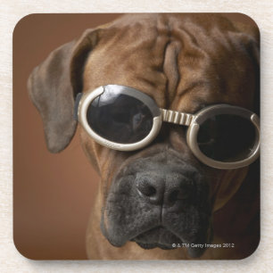 Hundetragende Sonnenbrille Getränkeuntersetzer