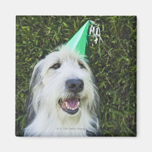 Hundetragender Partyhut Magnet