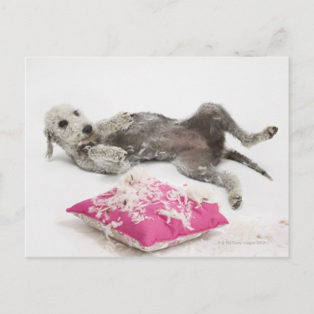 Hundeverhaltenstraining Postkarte (Vorderseite)