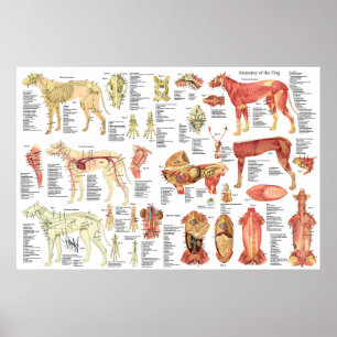 Hundeveterinärmuskel-Anatomie-Plakat 24" X 6" Poster