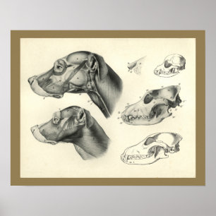 Hundeveterinärschädel-Kopf-Muskel-Anatomie-Druck Poster