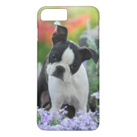Hundewelpe Bostons Terrier