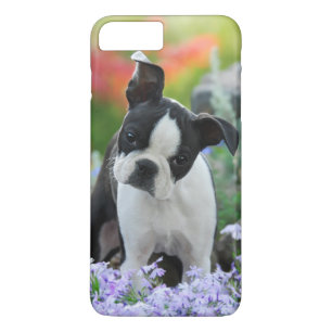 Hundewelpe Bostons Terrier title_seo2