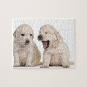 Hundewelpen (4 Wochen alt)