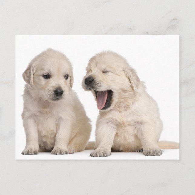 Hundewelpen (4 Wochen alt) Postkarte (Vorderseite)