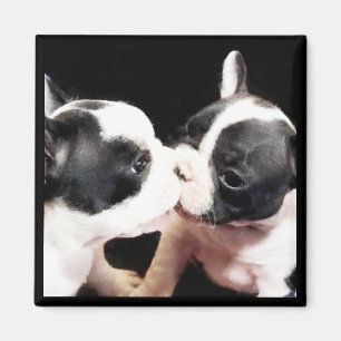 Hundewelpen Magnet