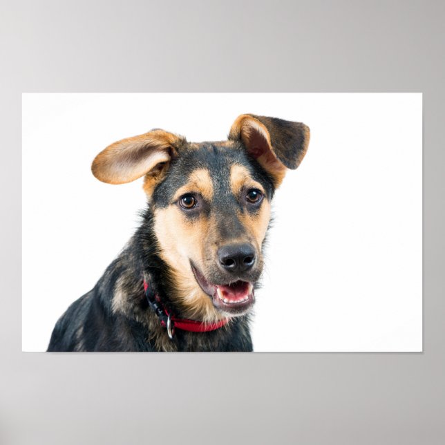 Hundewelpen Poster (Vorne)