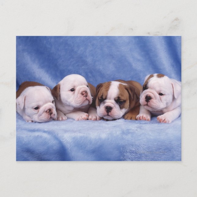 Hundewelpen Postkarte (Vorderseite)