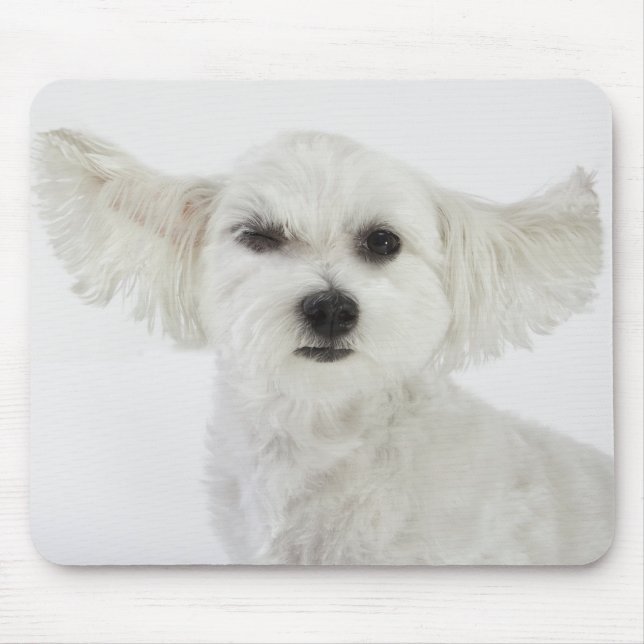 Hundewinden Mousepad (Vorne)