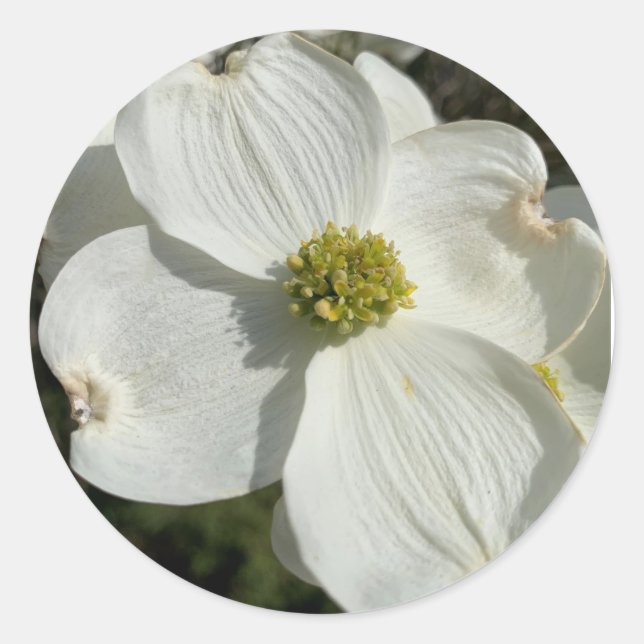 Hundsholz (Cornus florida) Runder Aufkleber (Vorderseite)