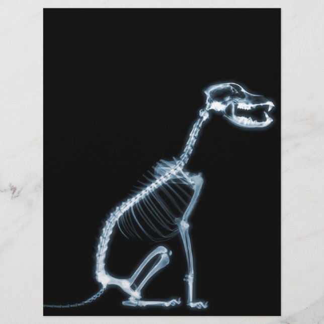 HUNDSITZUNG RÖHRLICHER SKELETON - BLAU & SCHWARZ (Vorderseite)