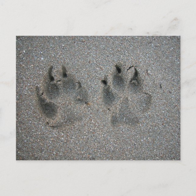 Hundspuren im Sand Postkarte (Vorderseite)